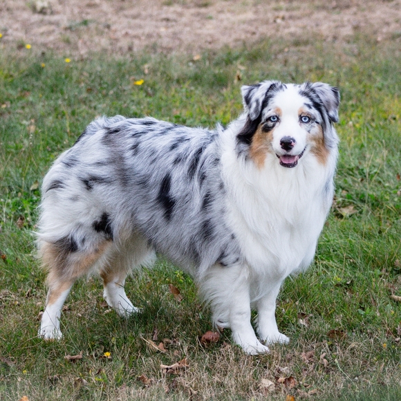 ?????Top Rated Seller ????? - Picture 4 of 4